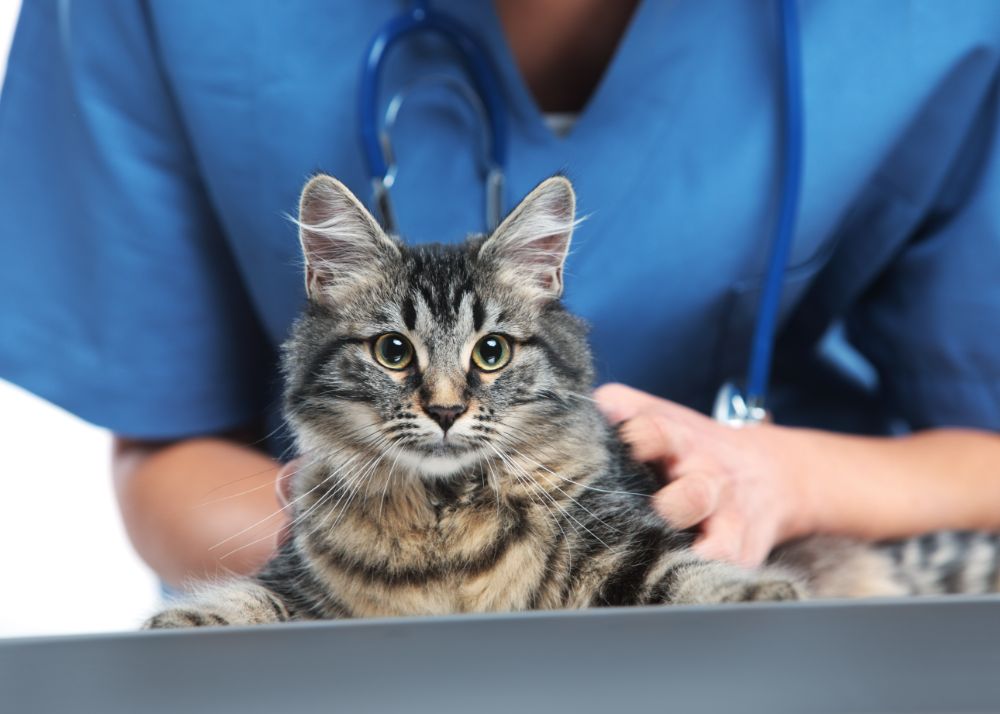 Gato atento con veterinaria