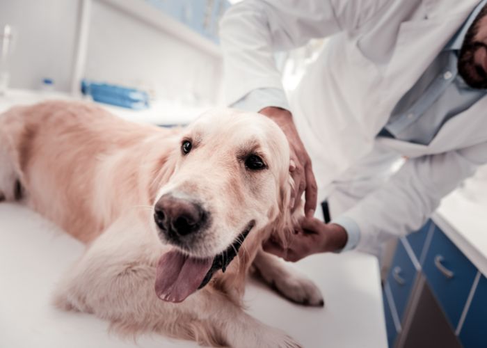 Perro adulto con veterinario